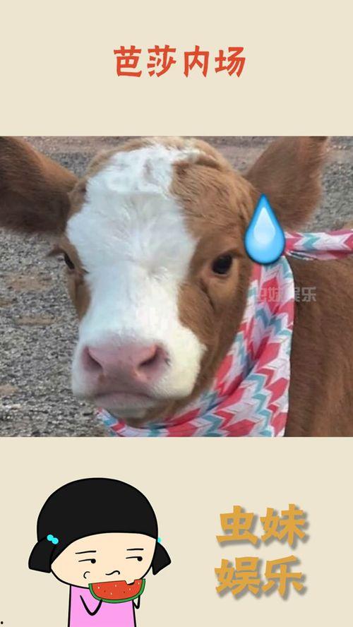 娱乐吃瓜酱好看,揭秘娱乐圈那些好看的秘密